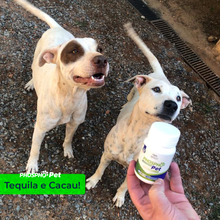 Carregar imagem no visualizador da galeria, Combo 3 Phospho Pet - Fosfoetanolamina para Pets
